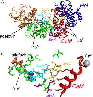 Analyzing In Silico the Relationship Between the Activation of the Edema Factor and Its Interaction With Calmodulin